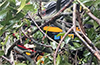 Karkala: Huge tree falls over autorickshaw; driver unhurt